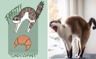 娱乐吃瓜君面包猫